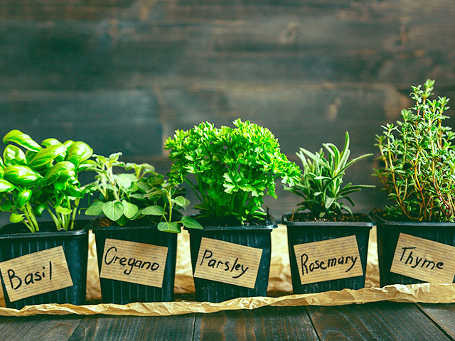 Herbs That Are Worth Growing at Your Home
